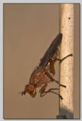 Tetanocera sp.