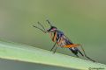 Sepedon sphegea