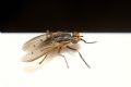 Pherbellia cinerella