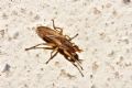 Limnia unguicornis