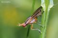 Limnia unguicornis