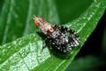 Trypetoptera punctulata