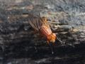 Tetanocera silvatica cfr.