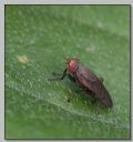 Pelidnoptera nigripennis