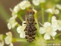 Dyctia umbrarum