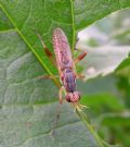 Dichetophora obliterata