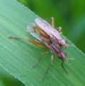 Elgiva cucularia