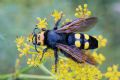 Megascolia maculata flavifrons ♀