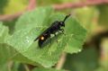 Scolia hirta