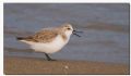 Calidris alba