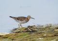 Calidris melanotos