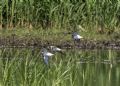 Calidris melanotos