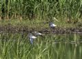 Calidris melanotos