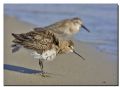 Calidris alpina