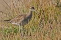 Numenius phaeopus