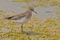 Calidris temminckii