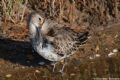 Calidris ferruginea