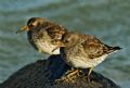 Calidris maritima