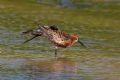 Calidris ferruginea