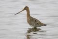 Limosa limosa