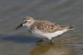 Calidris minuta