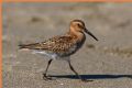 Calidris alpina