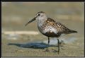 Calidris alpina