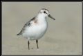 Calidris alba