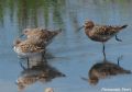 calidris ferruginea