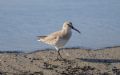 Calidris alpina