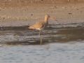 Limosa Limosa