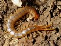 Scolopendra cretica