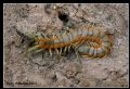 Scolopendra cingulata