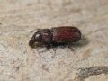 Hexarthrum sp.