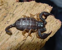 Euscorpiidae