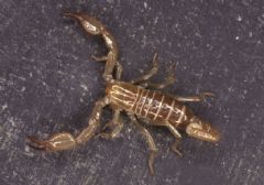 Troglotayosicidae