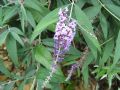 Buddleja davidii