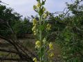 Verbascum lychnitis