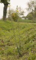 Verbascum blattaria