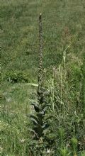 Verbascum thapsus