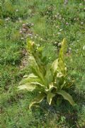 Verbascum longifolium