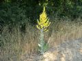 Verbascum pulverulentum