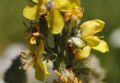 Verbascum lychnitis