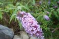 Buddleja davidii