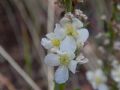 Verbascum lychnitis