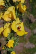 Verbascum creticum