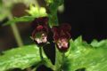 Scrophularia peregrina