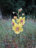 Verbascum blattaria