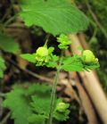 Scrophularia vernalis