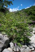 Buddleja davidii